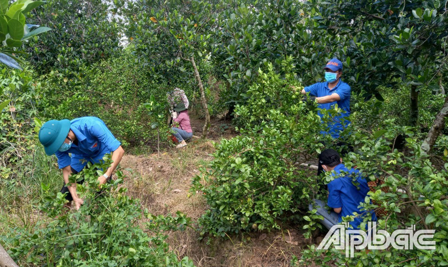 Lực lượng cán bộ Đoàn, ĐVTN hỗ trợ thu hoạch, vận chuyển và tiêu thụ chanh cho người dân. 