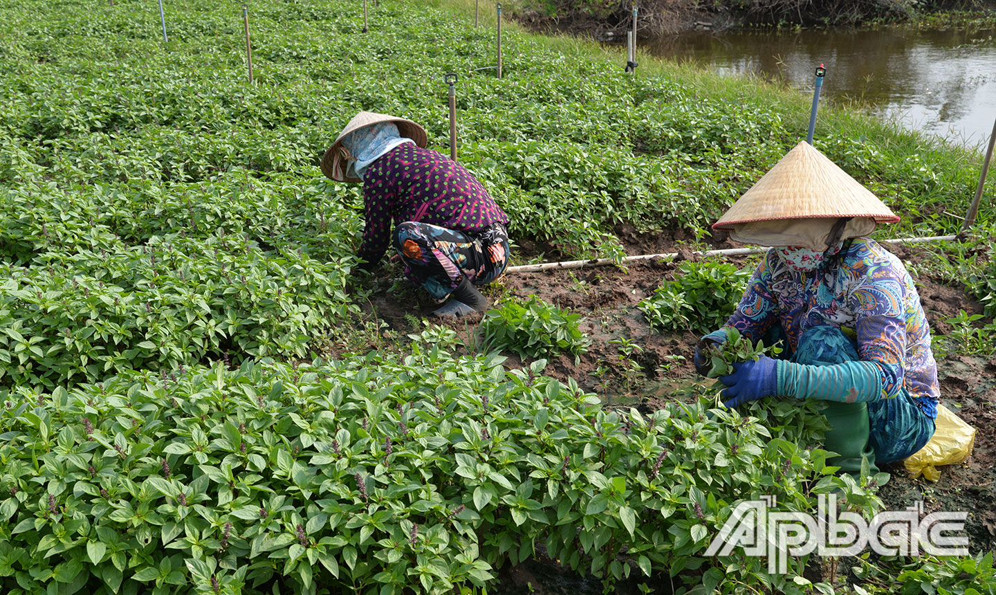 Rau màu hiện khó tiêu thụ.