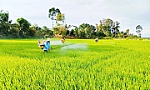 Khôi phục sản xuất ở vùng nông nghiệp trọng điểm