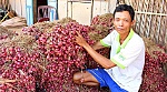 Nhiều nơi đang ùn ứ lượng lớn rau gia vị sau vụ 