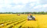 Nhanh chóng phục hồi sản xuất nông nghiệp