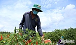 Tíền Giang: Tín hiệu lạc quan về tiêu thụ nông sản