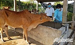 Chủ động phòng, chống bệnh trên vật nuôi