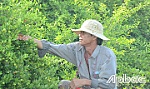 Hợp tác xã Sơ ri Gò Công Đông: Liên kết sản xuất, không lo đầu ra