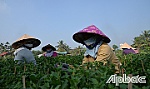 Hội Liên hiệp Phụ nữ TP. Mỹ Tho: Dấu ấn một nhiệm kỳ