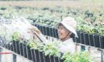 Đồng bằng sông Cửu Long: Giảm số lượng cung ứng hoa kiểng tết