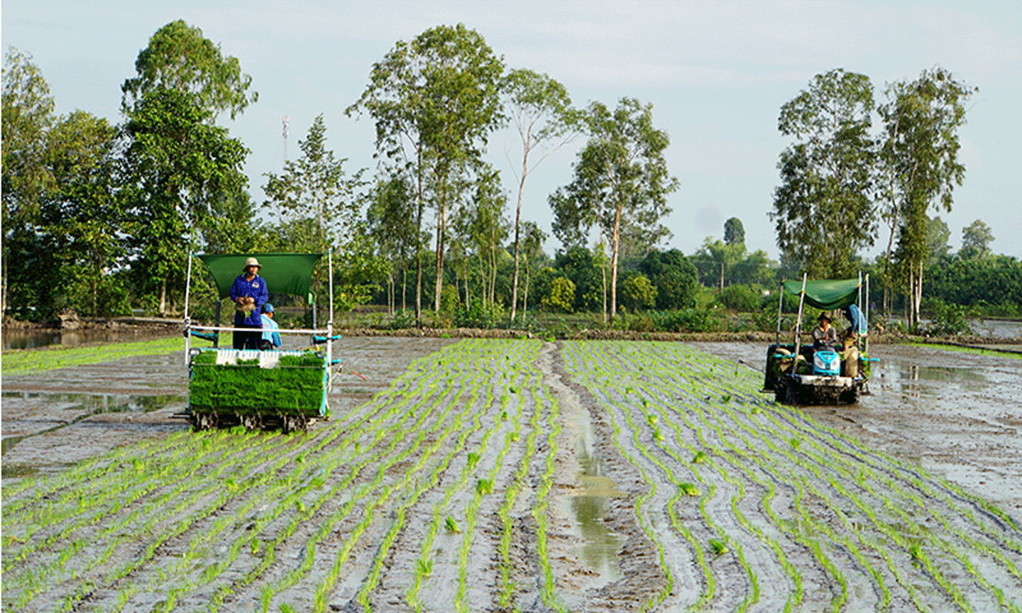 Hợp tác xã Dịch vụ nông nghiệp Mỹ Ðông 2, huyện Tháp Mười, tỉnh Ðồng Tháp áp dụng máy cấy lúa trong sản xuất. Ảnh: HỮU NGHĨA