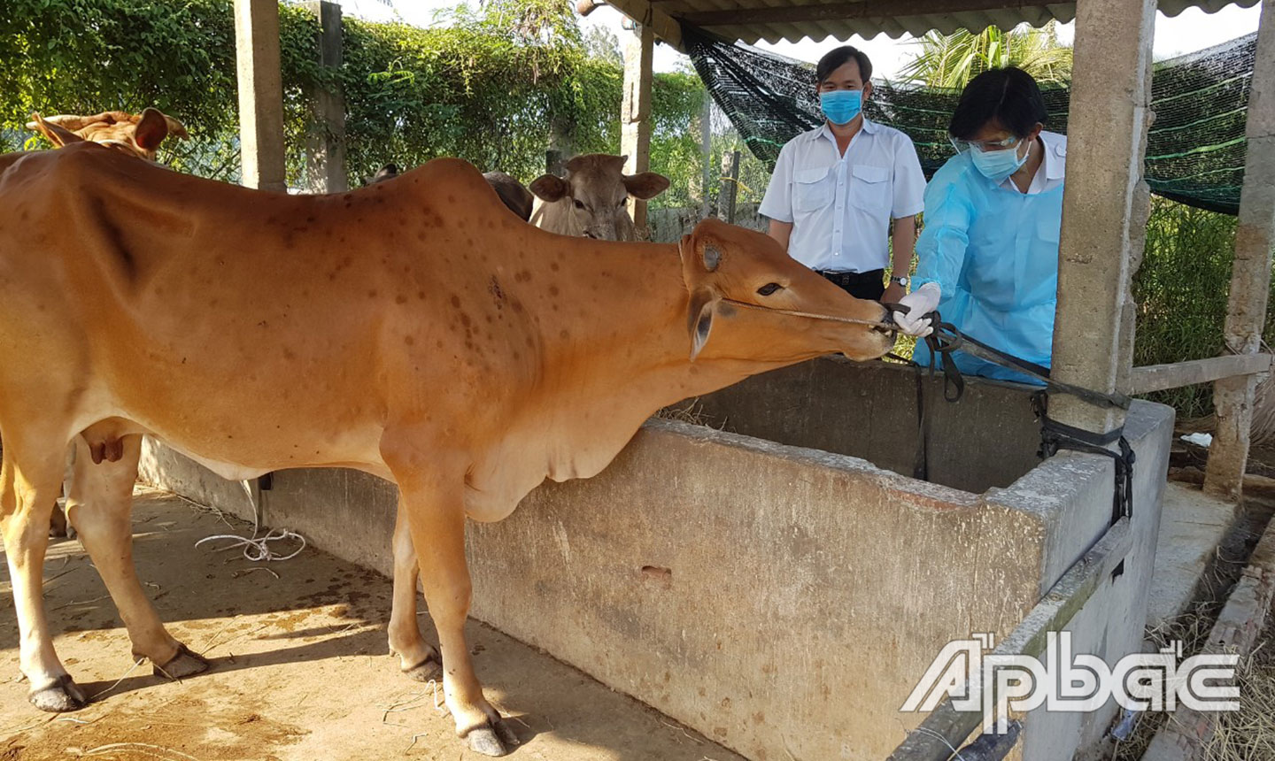 Toàn tỉnh hiện có 10 huyện, thị, thành (trừ TX. Gò Công) xảy ra bệnh VDNC trên trâu, bò. Ảnh: MINH THÀNH