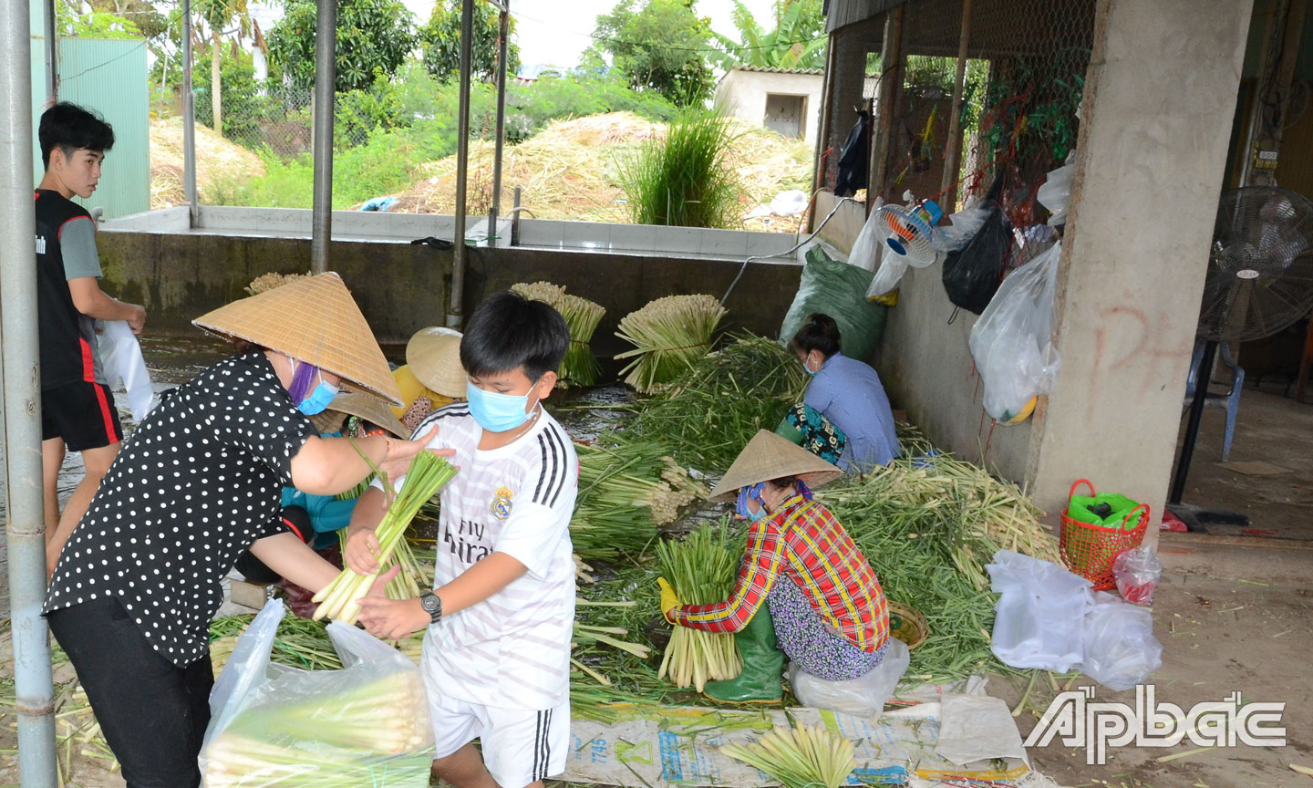 Hiện giá sả đang ở mức thấp, tiêu thụ khó.