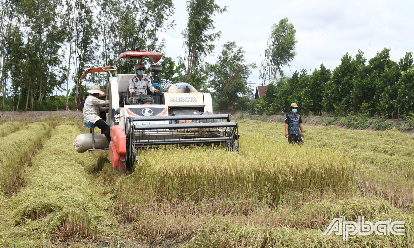 Các thương lái và nhân công đảm bảo phòng, chống dịch bệnh trong suốt quá trình thu hoạch, thu mua lúa. Ảnh: Thu hoạch lúa hè thu ở xã Mỹ Thành Nam (huyện Cai Lậy).