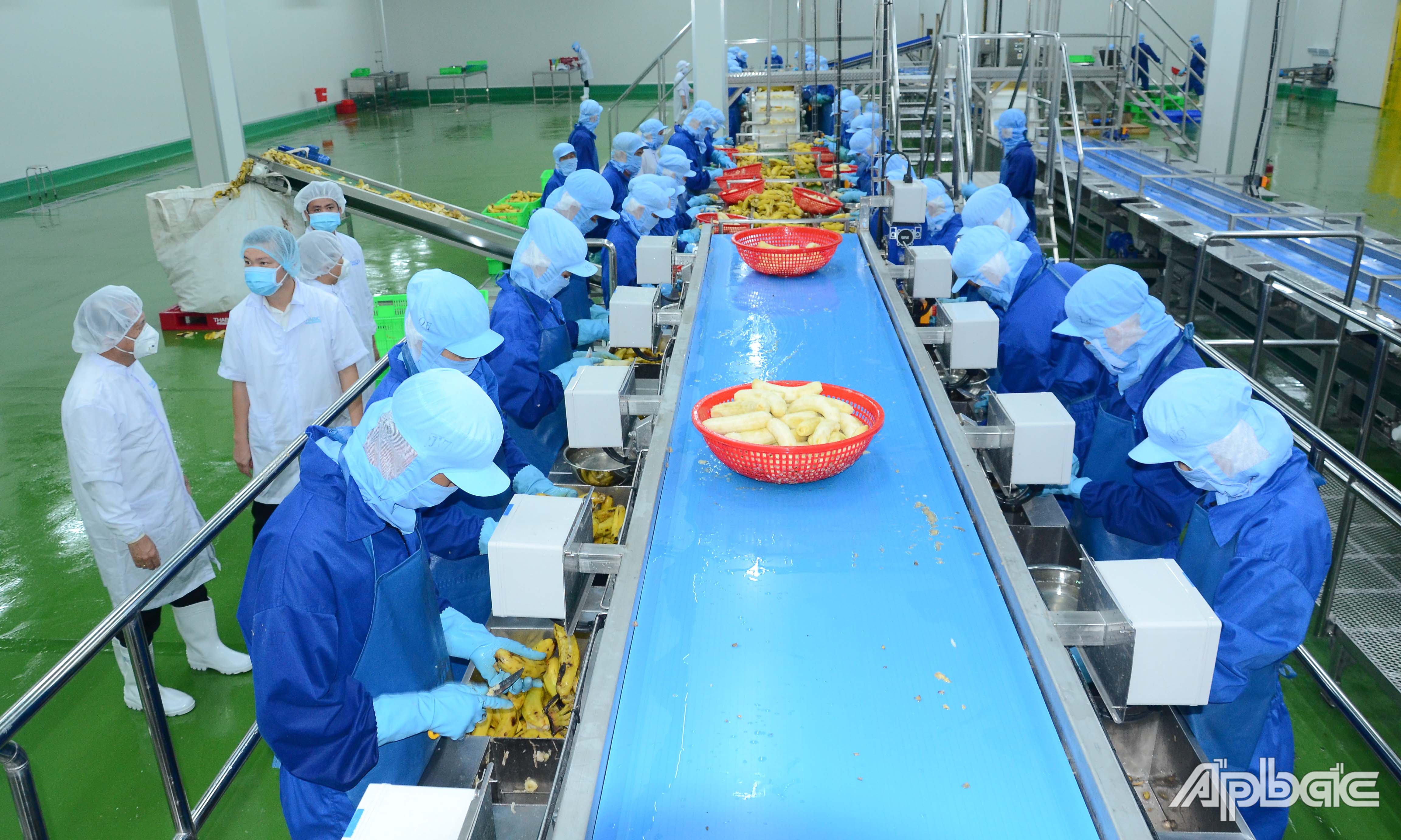 Dây chuyền chế biến rau quả cấp đông của Nhà máy chế biến nông sản của Công ty cổ phần công nghiệp thực phẩm Thabico - Tiền Giang đia vào hoạt động.