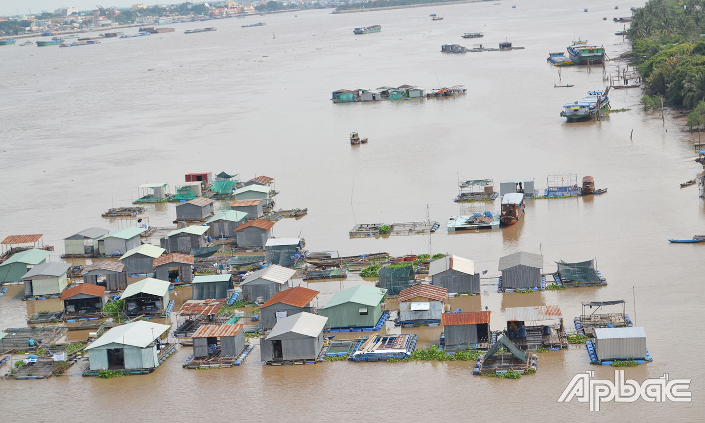 Mô hình nuôi cá nước ngọt trên sông Tiền.