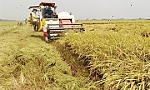Tăng lợi nhuận cho người trồng lúa