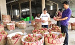 Xuất khẩu chính ngạch, hướng đi tất yếu cho nông sản sang Trung Quốc