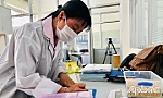 Chuyện về chị Thúy phục tráng giống lúa VD 20