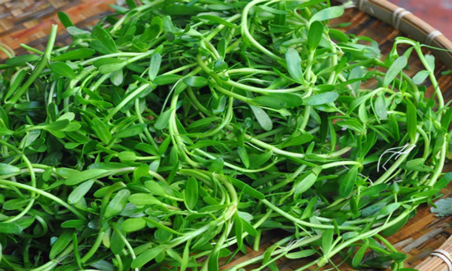 Rau đắng biển.