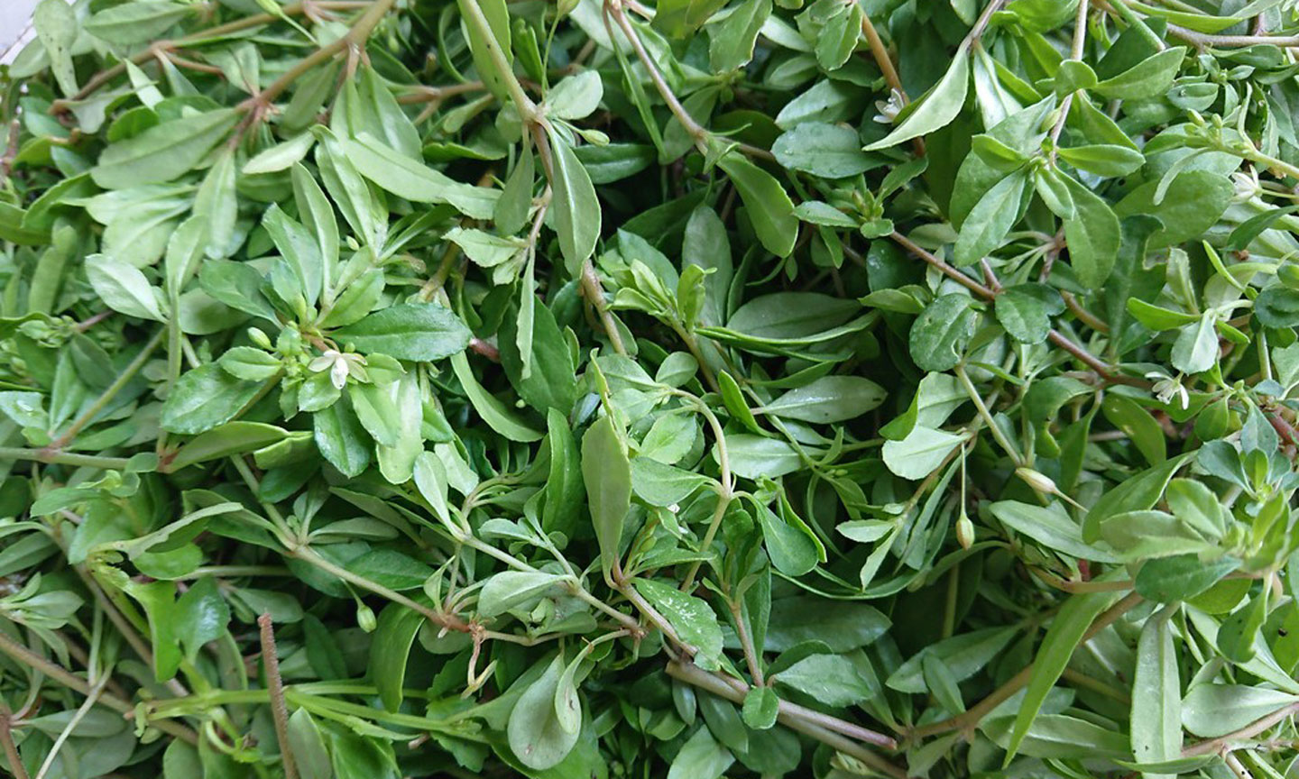 Rau đắng đất.