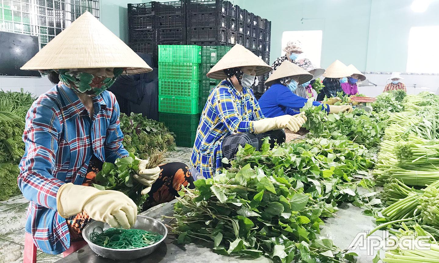 Tiêu thụ nông sản tại Tiền Giang được khai thông.		                                                                                                                                                                                                                                                            Ảnh: minh thành