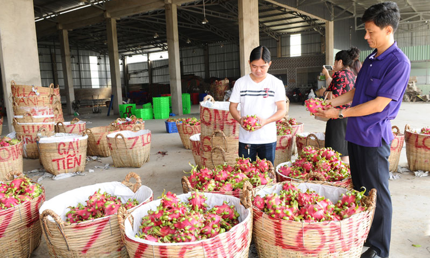 Cần nâng cao chất lượng nông sản xuất khẩu sang Trung Quốc.
