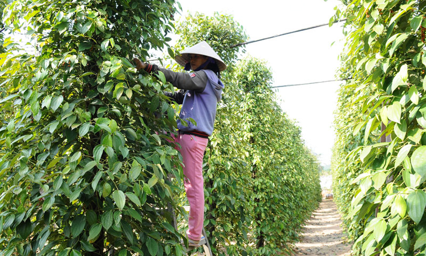 Vùng nguyên liệu nông sản xuất khẩu cũng cần được đầu tư nâng cao chất lượng hơn nữa.