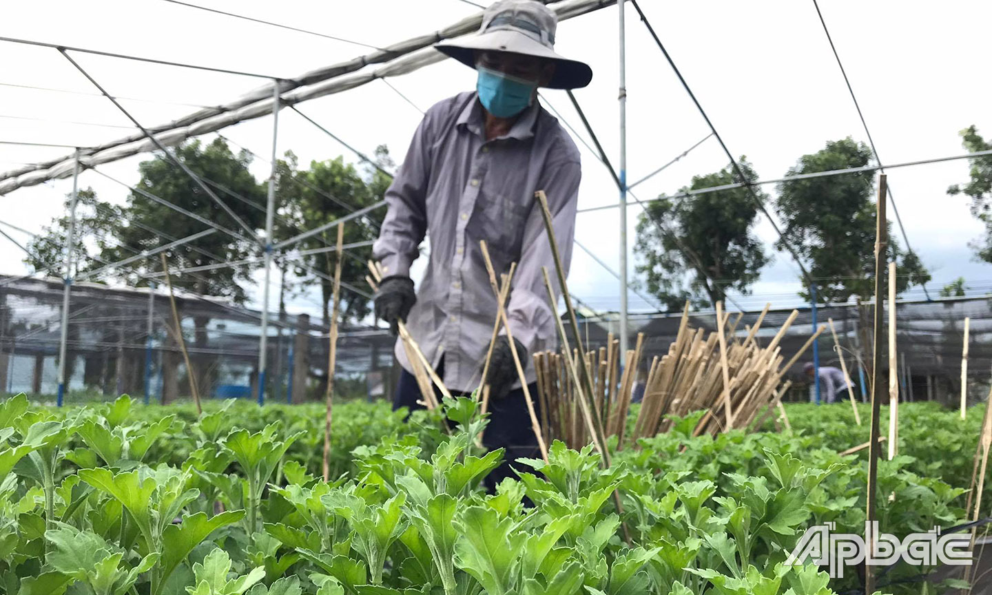Dù còn nhiều nỗi lo  nhưng người dân vẫn tích cực, nỗ lực chăm sóc hoa tết
