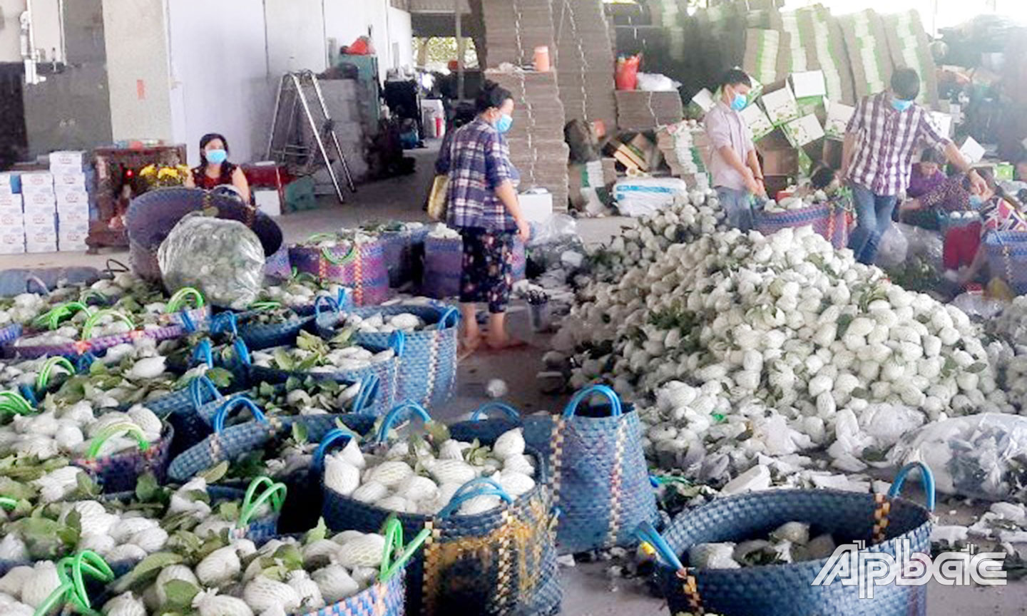 Việc tiêu thụ nông sản tại HTX dần trở lại bình thường.