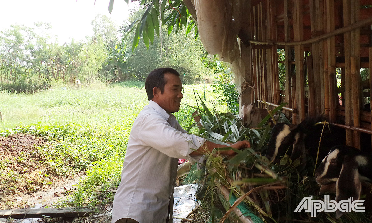 Nhờ sự quan tâm hỗ trợ của Hội CCB huyện Gò Công Đông, hội viên có điều kiện phát triển kinh tế, nâng cao đời sống. 