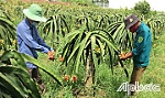 Những điểm nổi bật trong thực hiện Chỉ thị 05 ở một chi bộ ấp