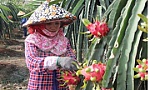 Nâng cao chất lượng sản phẩm cây ăn trái
