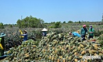 Hồi sinh vùng đất 