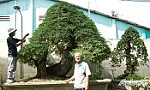 2 cây me bonsai 