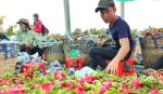 Đề xuất lập sàn giao dịch nông sản ĐBSCL
