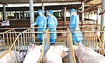Gia súc, gia cầm: Đảm bảo nguồn cung dịp Tết Nguyên đán 2022