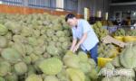Nỗ lực khai thông tiêu thụ trái cây