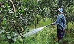 Trái cây ĐBSCL vào vụ tết
