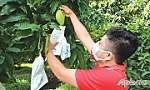 Nông sản hồi hộp vào vụ tết