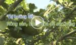 Thị trường tết: Nông sản, hàng hóa đã sẵn sàng