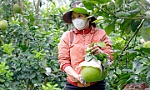 Mỹ mở cửa thị trường cho trái bưởi Việt Nam