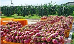 Chủ động các giải pháp tiêu thụ nông sản