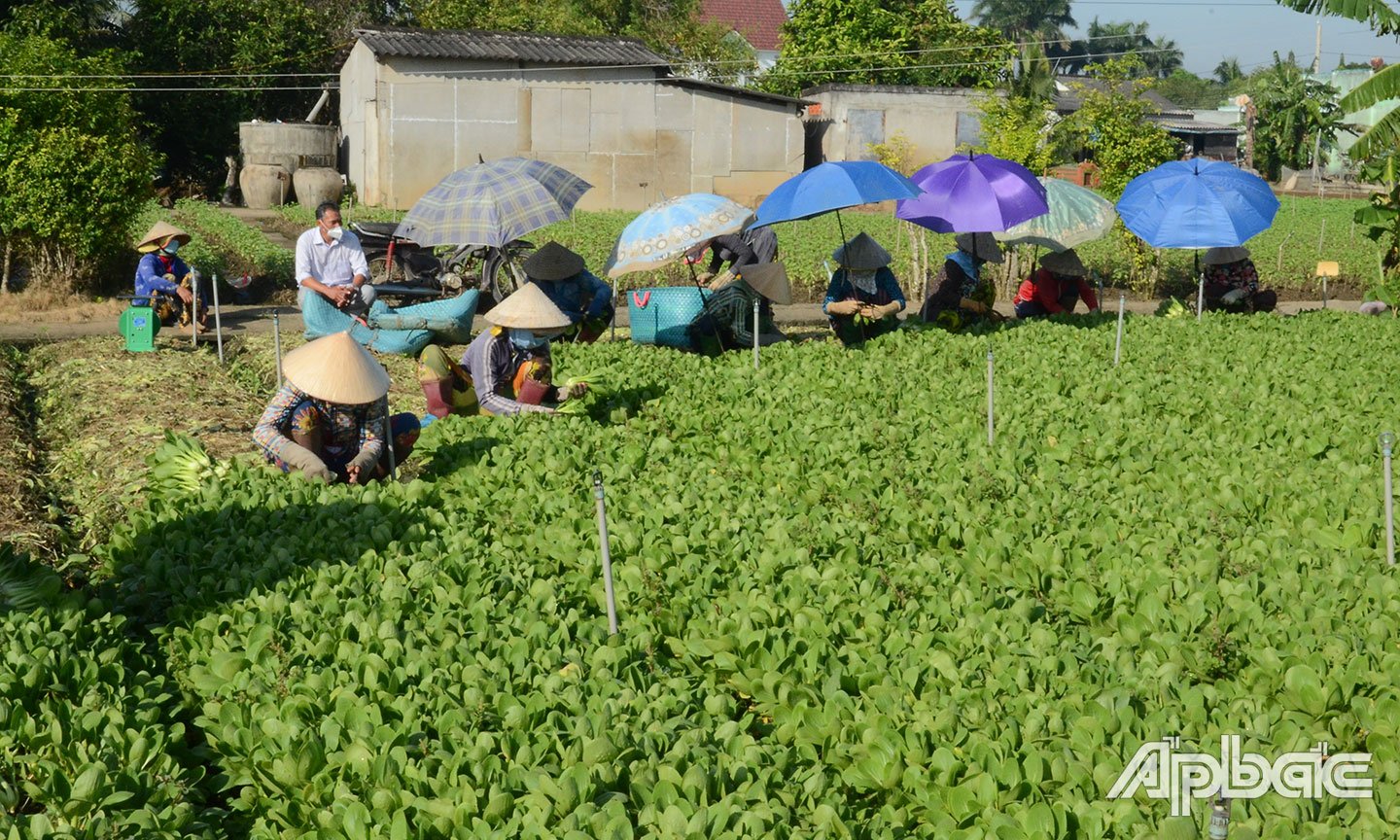 HTX đang phấn đấu xây dựng thêm nhiều sản phẩm được chứng nhận OCOP.