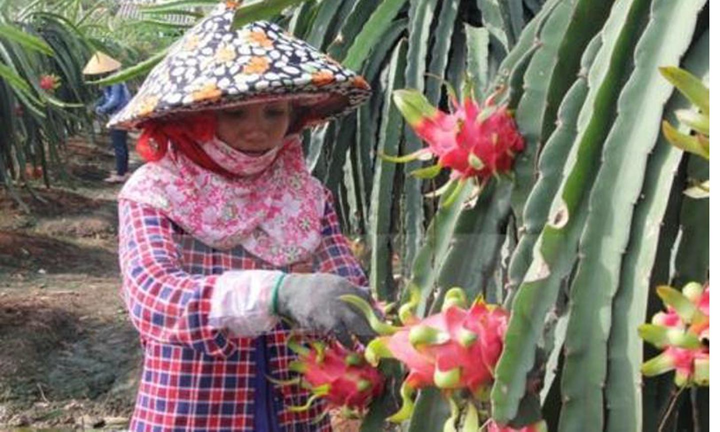 Sản lượng cây ăn quả năm 2021 các tỉnh phía nam hơn 7 triệu tấn (tăng 100.000 tấn so với 2020). Ảnh: TTXVN
