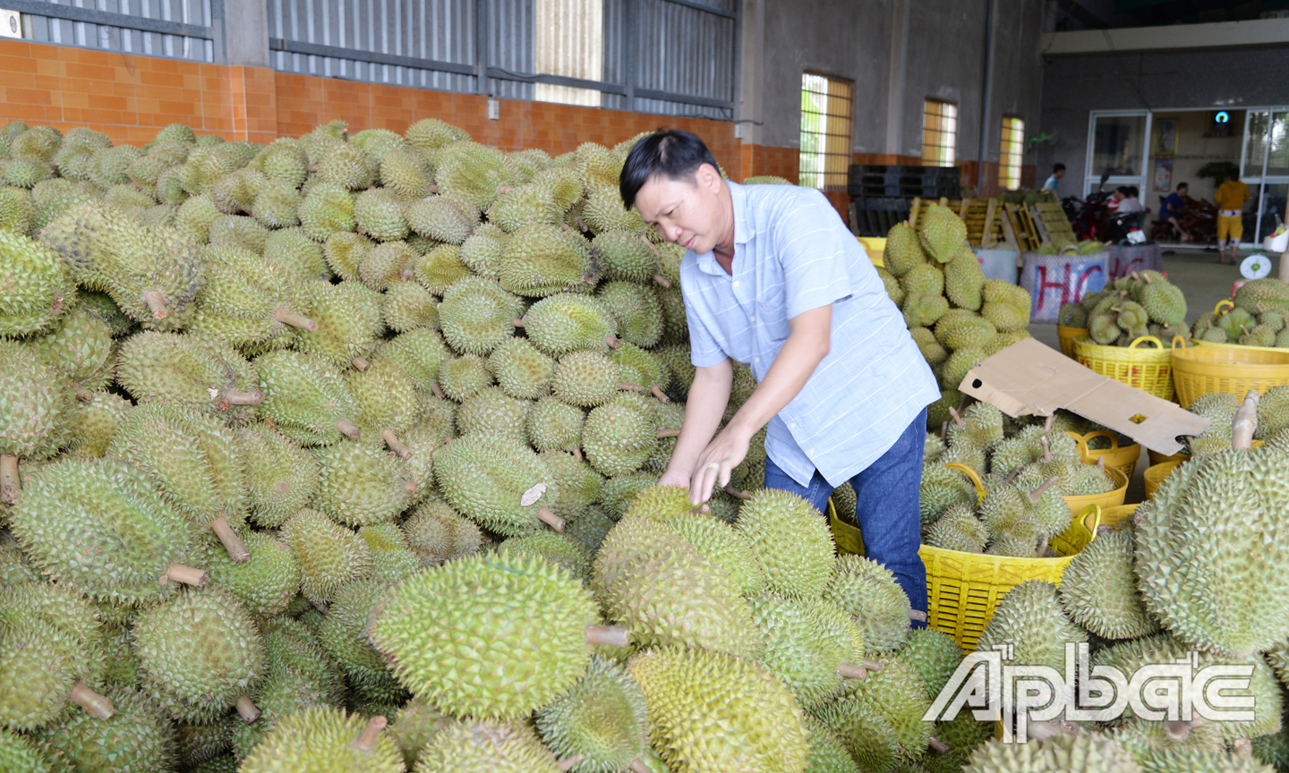 Tiền Giang tìm nhiều giải pháp hỗ trợ tiêu thụ trái cây.