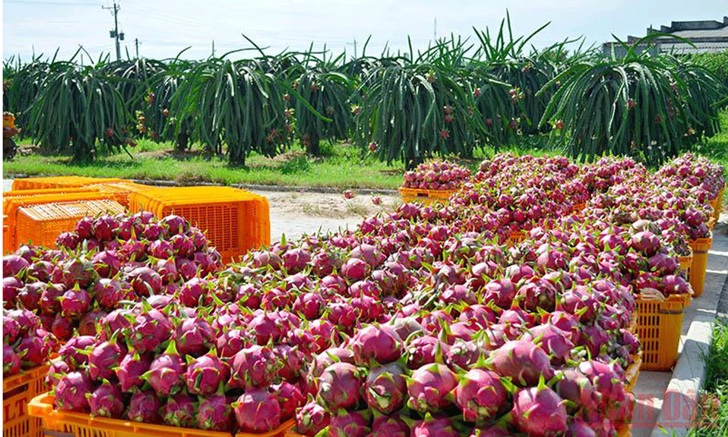 Phía Trung Quốc thông báo ngừng nhập khẩu thanh long từ 0 giờ ngày 29/12 đến 24 giờ ngày 26/1/2022.