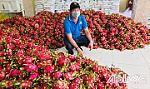 Điều tiết lượng hàng, giảm thiểu ùn ứ nông sản