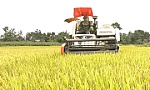 Sản xuất lúa năm 2021 vượt qua thách thức
