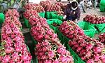 Tiếp sức nông dân từ gói hỗ trợ lớn nhất lịch sử