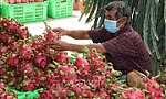 Bộ Công Thương kiến nghị tháo gỡ khó khăn thúc đẩy tiêu thụ thanh long