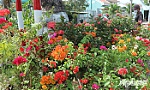 Trầm lắng thị trường hoa kiểng tết