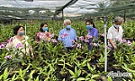 Các vườn hoa lan đang vào vụ tết
