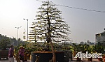 Tản mạn về tết Nam bộ